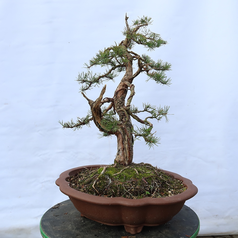 Pinus sylvestris Španělsko - borovice lesní