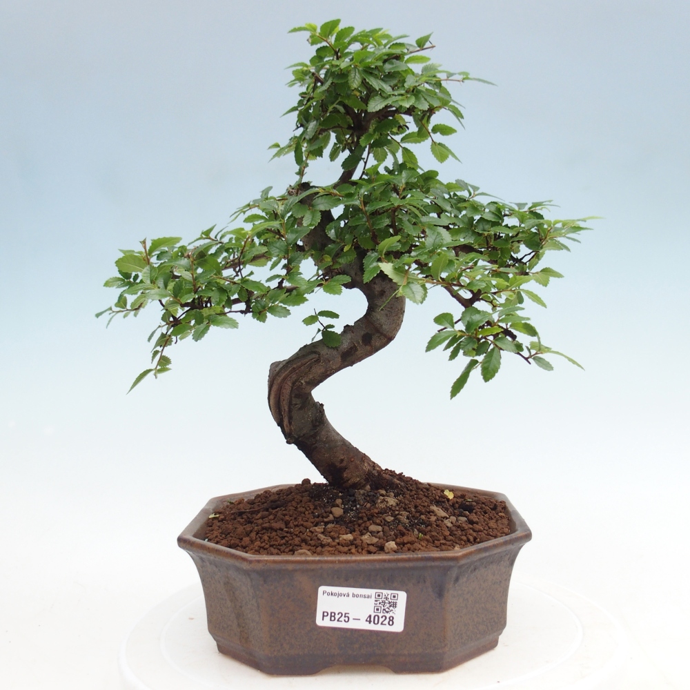 Pokojová bonsai - Ulmus parvifolia - Malolistý jilm