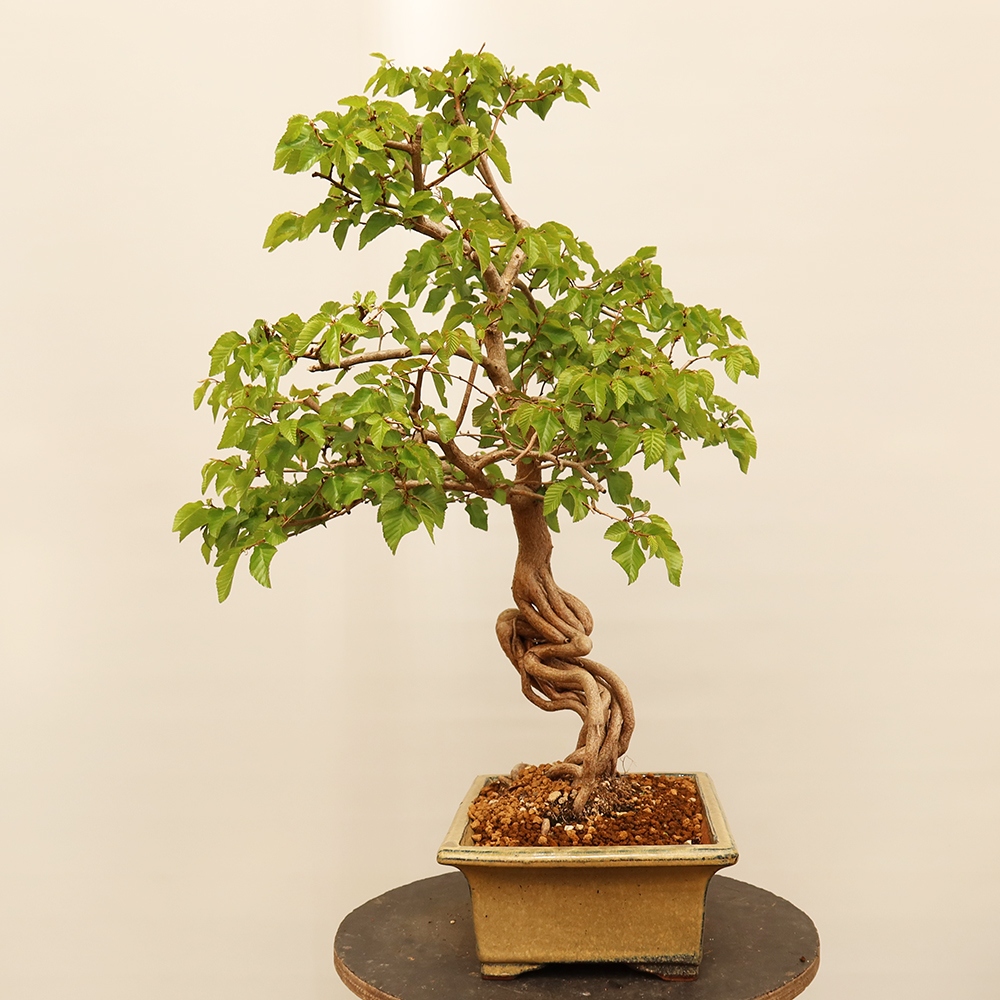 Venkovní bonsai -Carpinus Coreana - Habr korejský