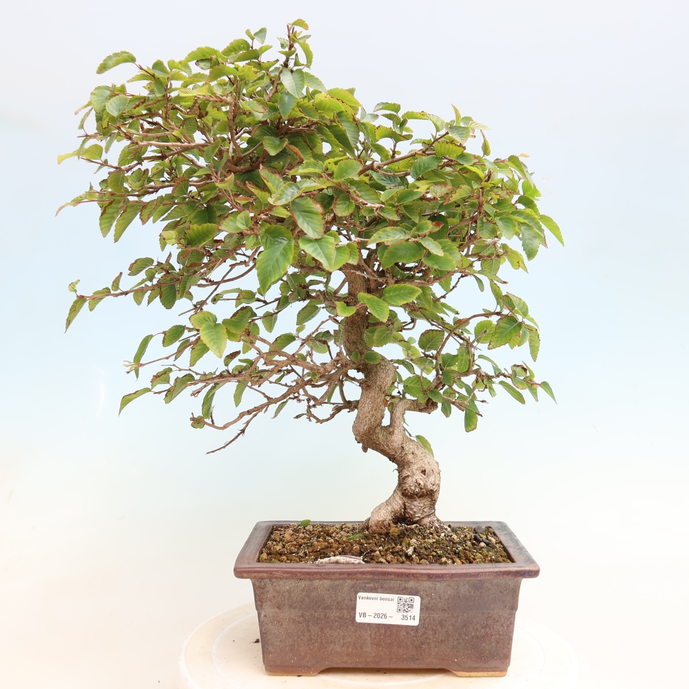 Venkovní bonsai -Carpinus CARPINOIDES - Habr korejský