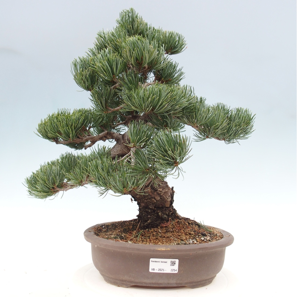 Venkovní bonsai - Pinus parviflora - Borovice drobnokvětá