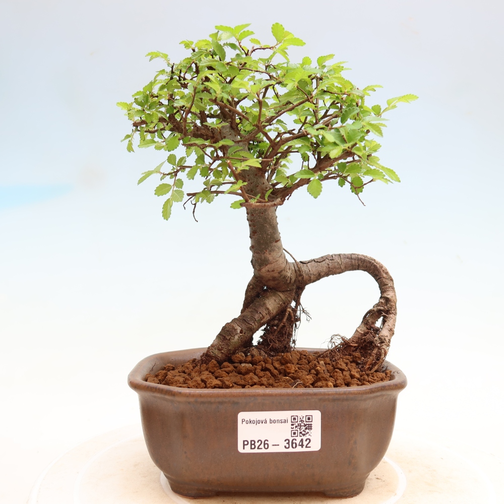 Pokojová bonsai - Ulmus parvifolia - Malolistý jilm