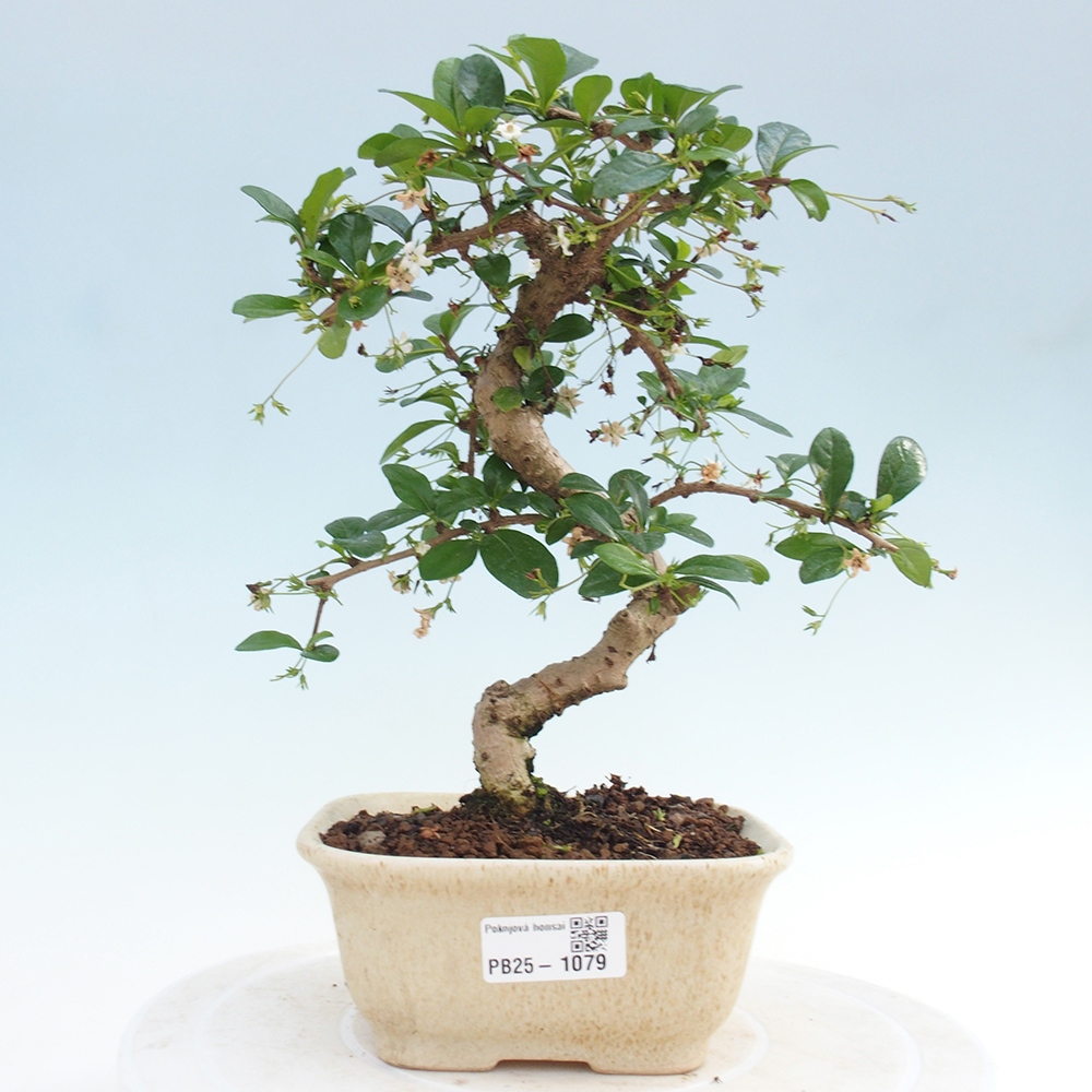Pokojová bonsai - Carmona macrophylla - Čaj fuki