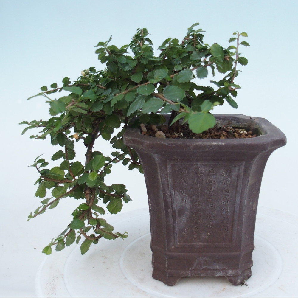 Pokojová bonsai - Grewia sp. - Grewie malolistá