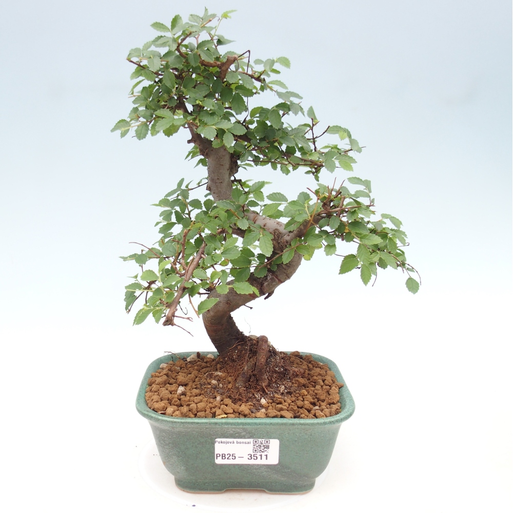 Pokojová bonsai - Ulmus parvifolia - Malolistý jilm