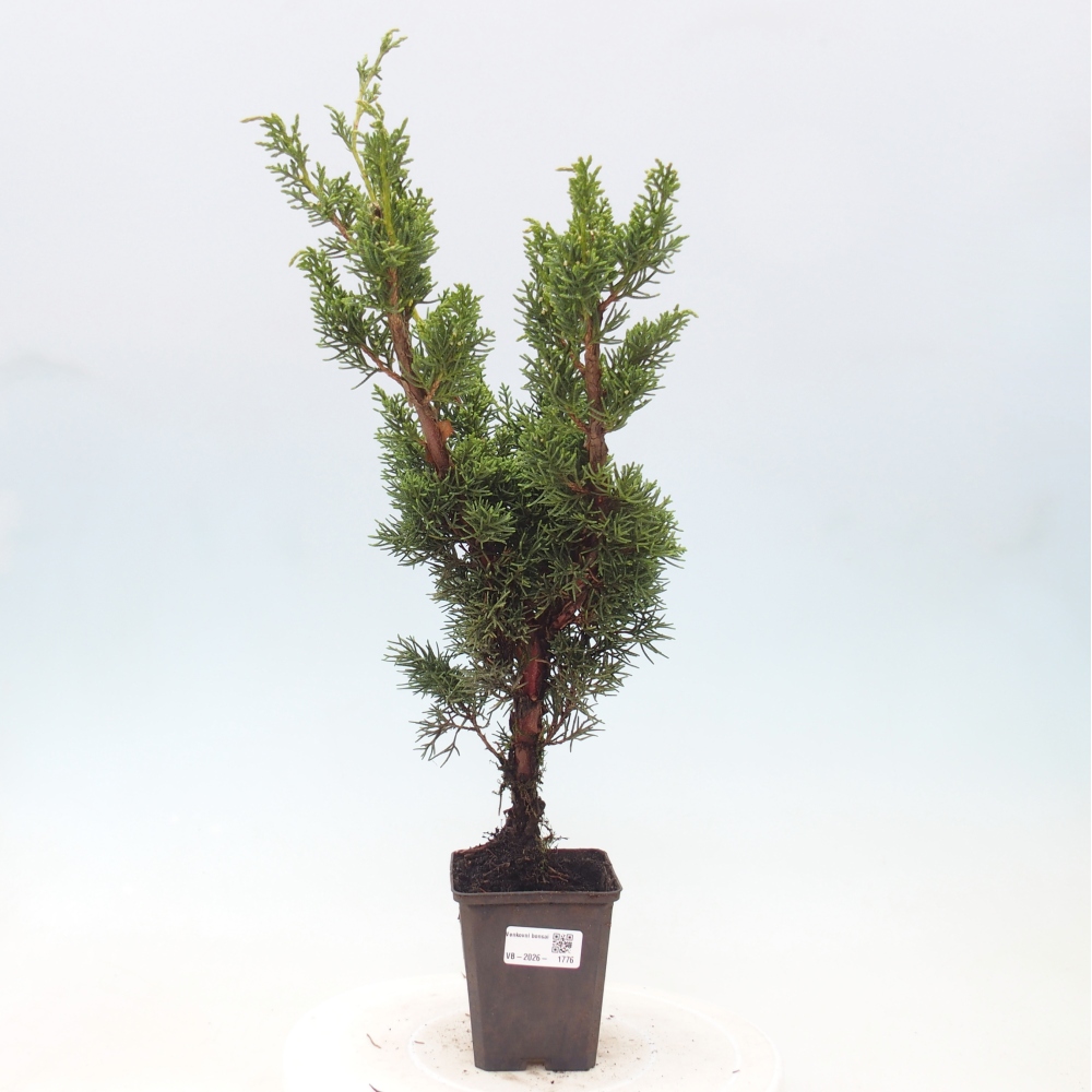 Venkovní bonsai - Juniperus chinensis Kishu -Jalovec čínský
