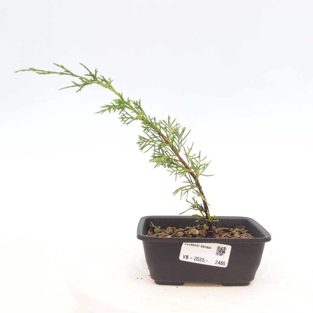 Venkovní bonsai - Juniperus chinensis Itoigawa -Jalovec čínský