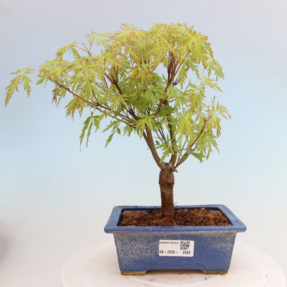 Venkovní bonsai - Acer palmatum Dissectum - Javor dlanitolistý 