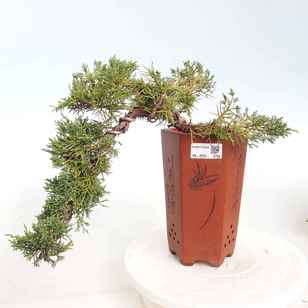 Venkovní bonsai - Juniperus chinensis Kishu -Jalovec čínský