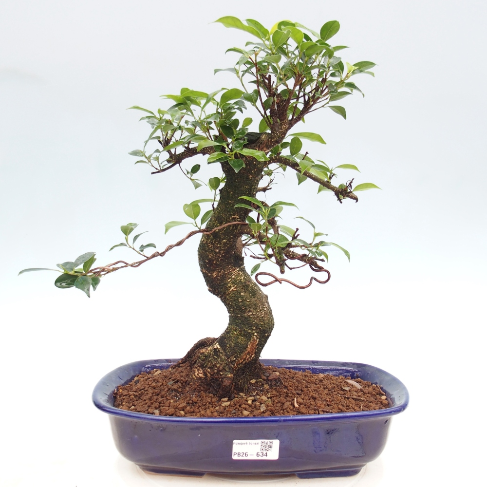 Pokojová bonsai - Ficus kimmen -  malolistý fíkus