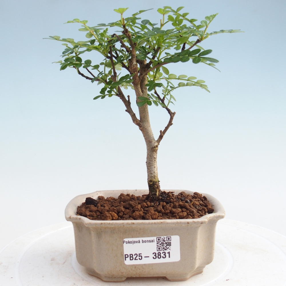 Pokojová bonsai - Zantoxylum piperitum - Pepřovník PB220935