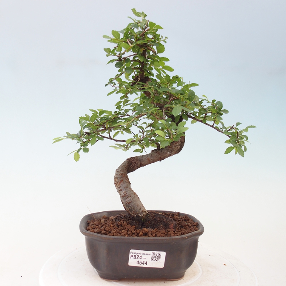 Pokojová bonsai-Malolistý jilm 