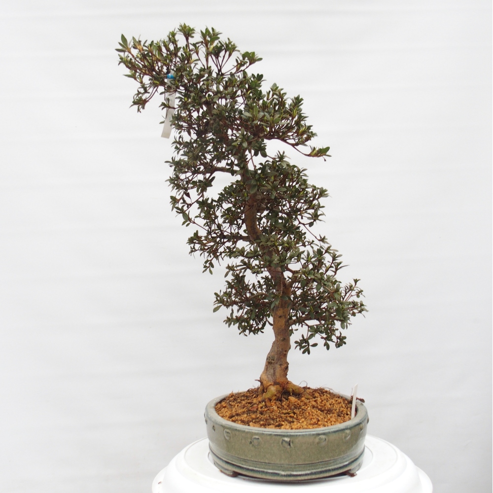 Venkovní bonsai - Japonská azalka - Azalea Akari