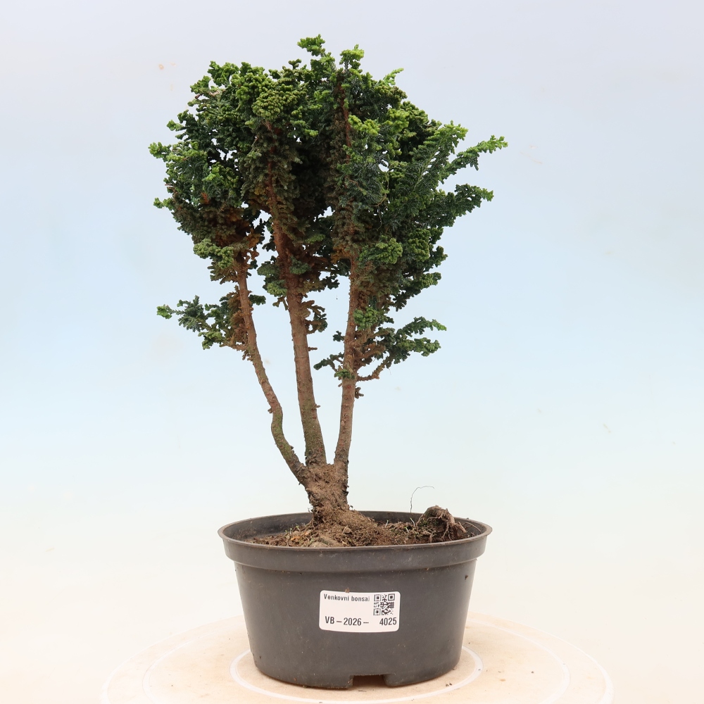 Venkovní bonsai - Cham. obtusa SEKKA HINOKI - Cypřišek
