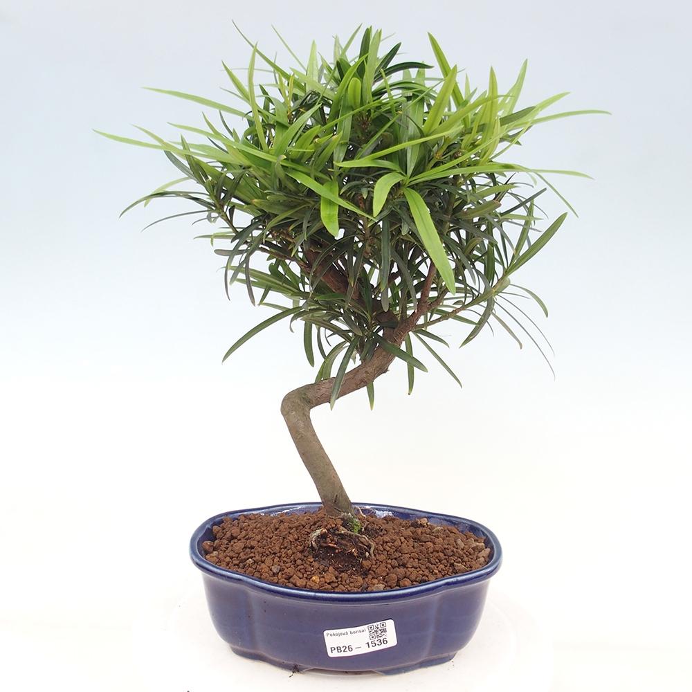 Pokojová bonsai - Podocarpus - Kamenný tis