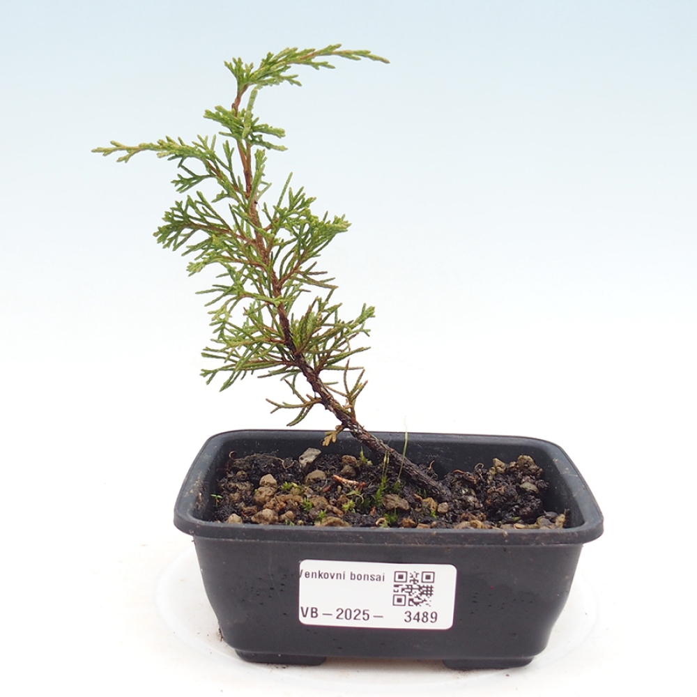 Venkovní bonsai - Juniperus chinensis Itoigawa -Jalovec čínský