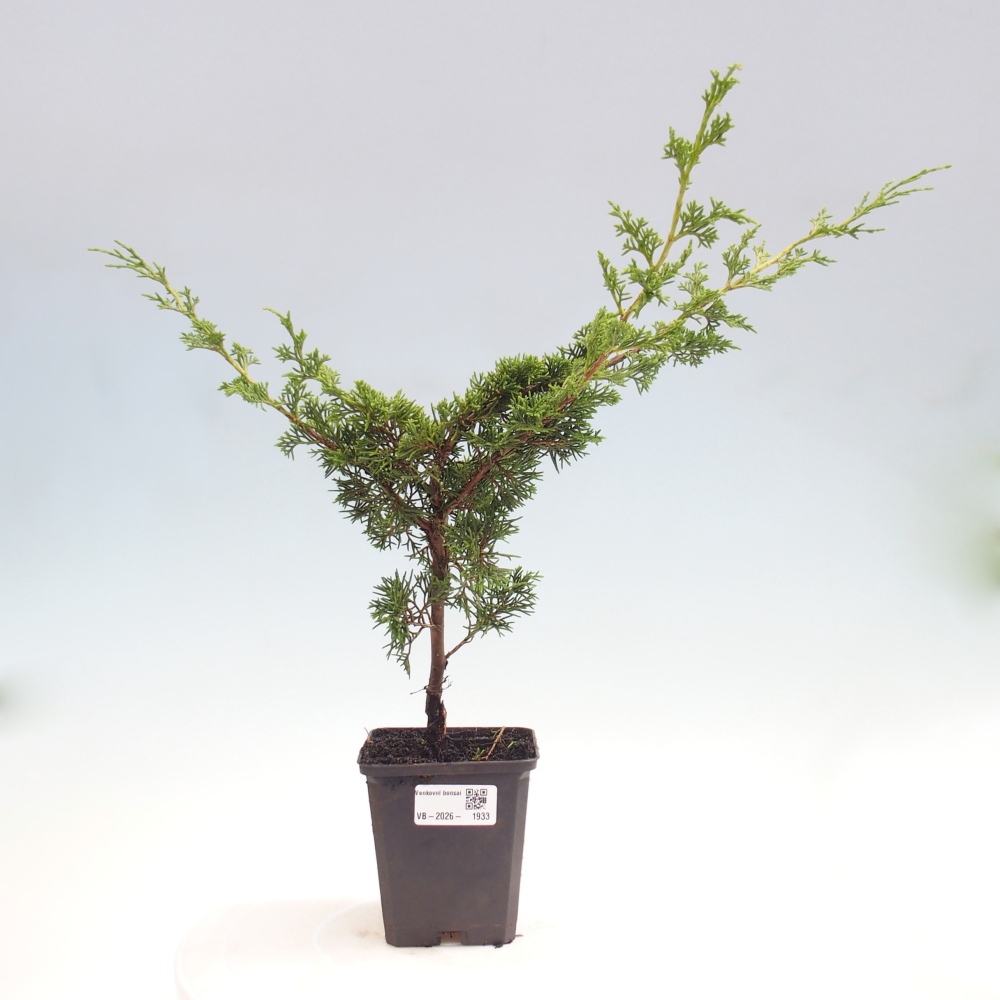Venkovní bonsai - Juniperus chinensis Itoigawa -Jalovec čínský
