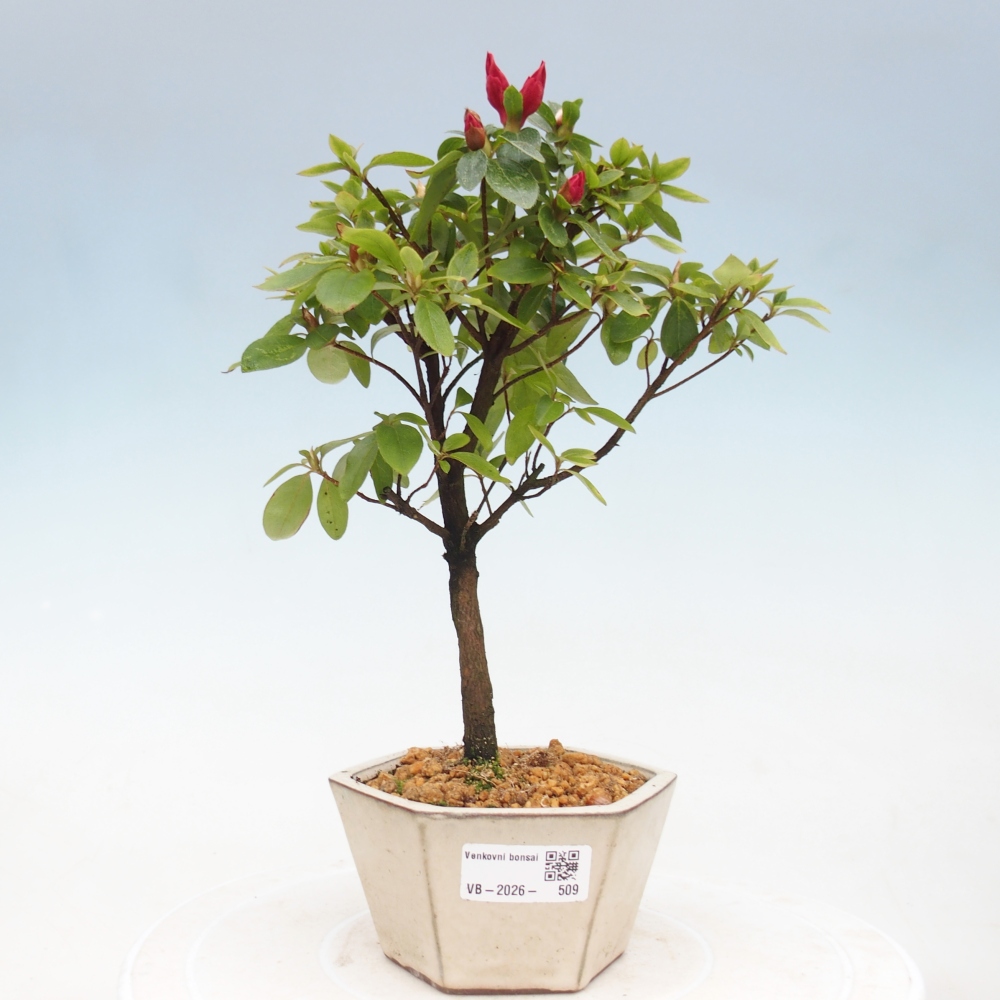 Venkovní bonsai - Japonská azalka - Azalea sp.