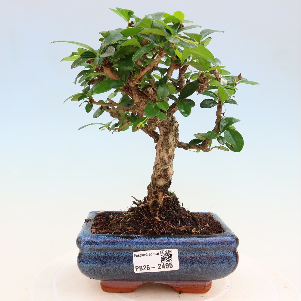 Pokojová bonsai - Carmona macrophylla - Čaj fuki