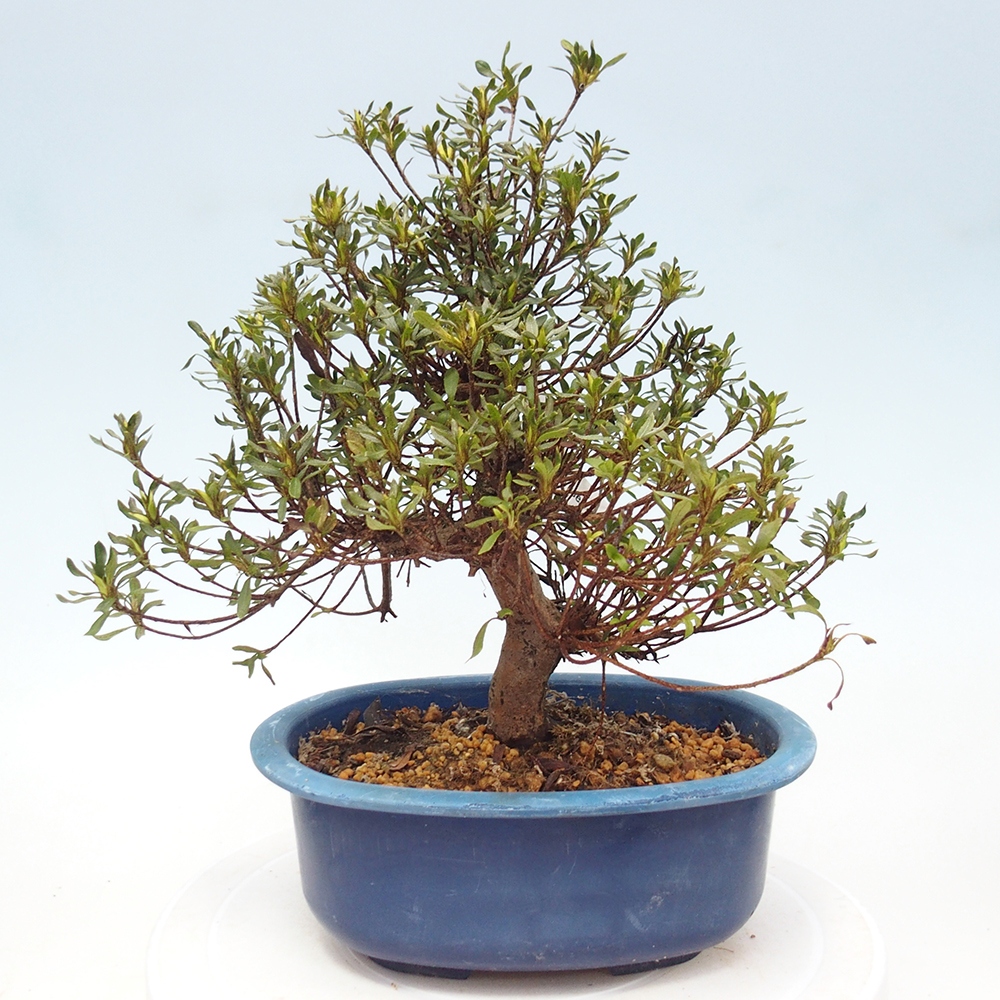 Venkovní bonsai - Japonská azalka - Azalea Ryusen