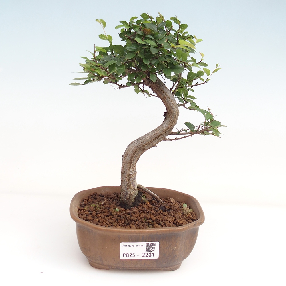 Pokojová bonsai-Malolistý jilm 