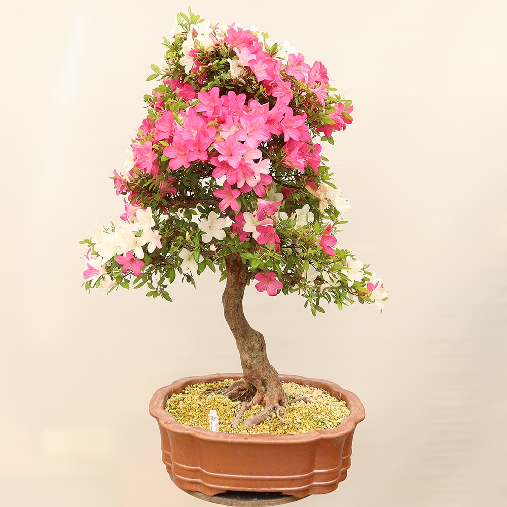 Venkovní bonsai - Japonská azalka - Azalea Sayaka