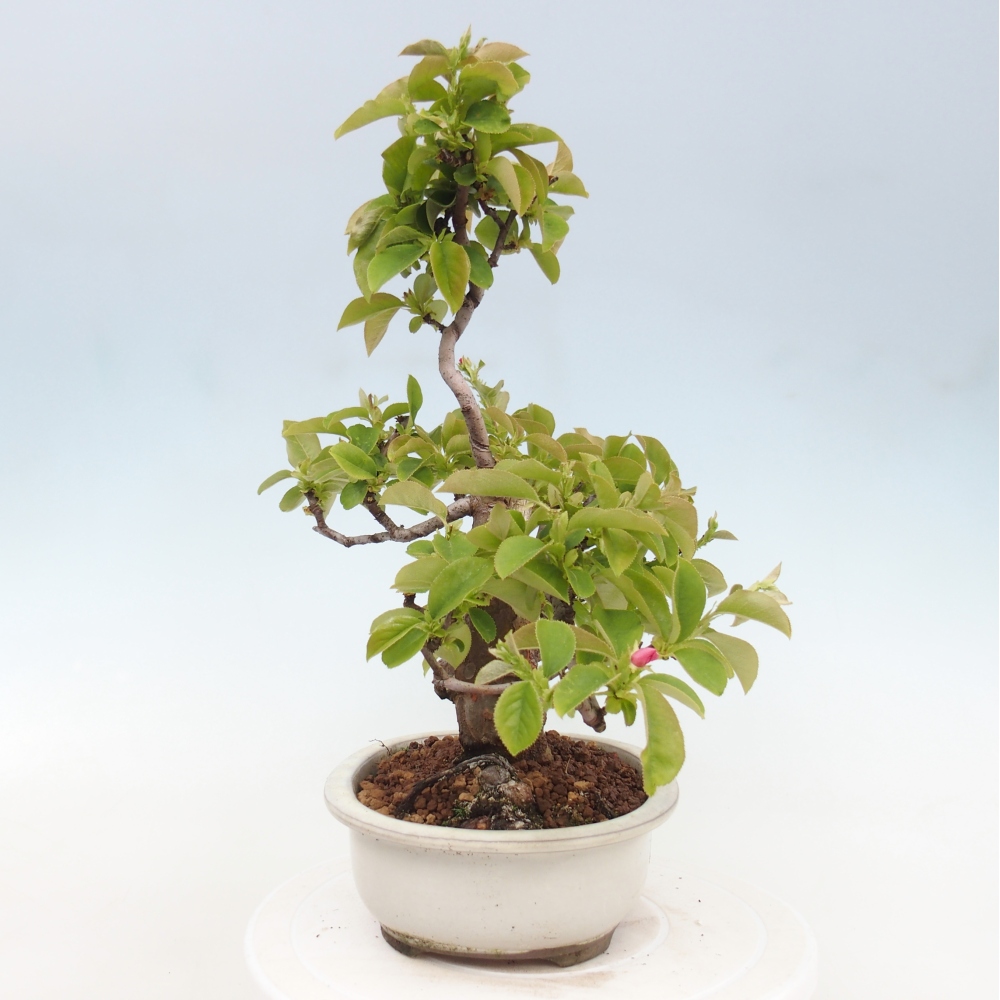 Venkovní  bonsai -  Pseudocydonia sinensis - Kdouloň čínská