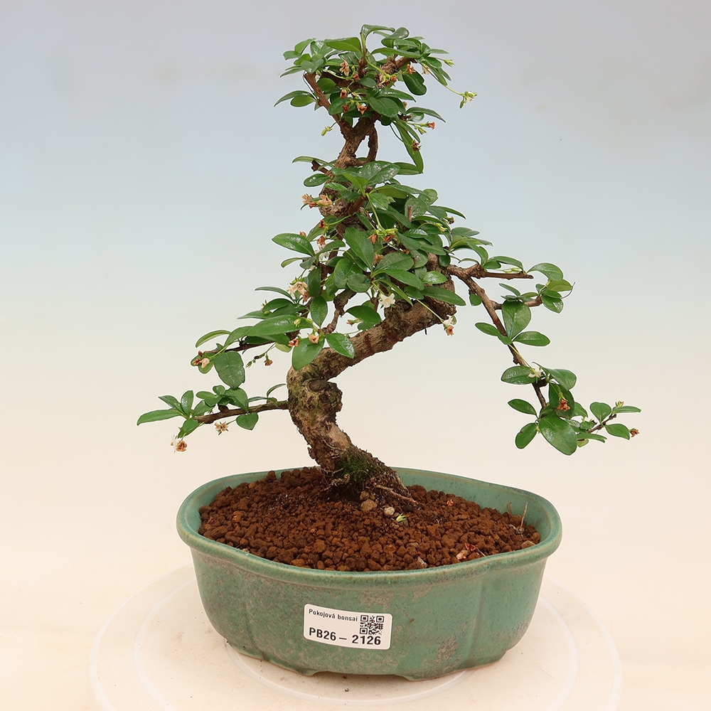 Pokojová bonsai - Carmona macrophylla - Čaj fuki