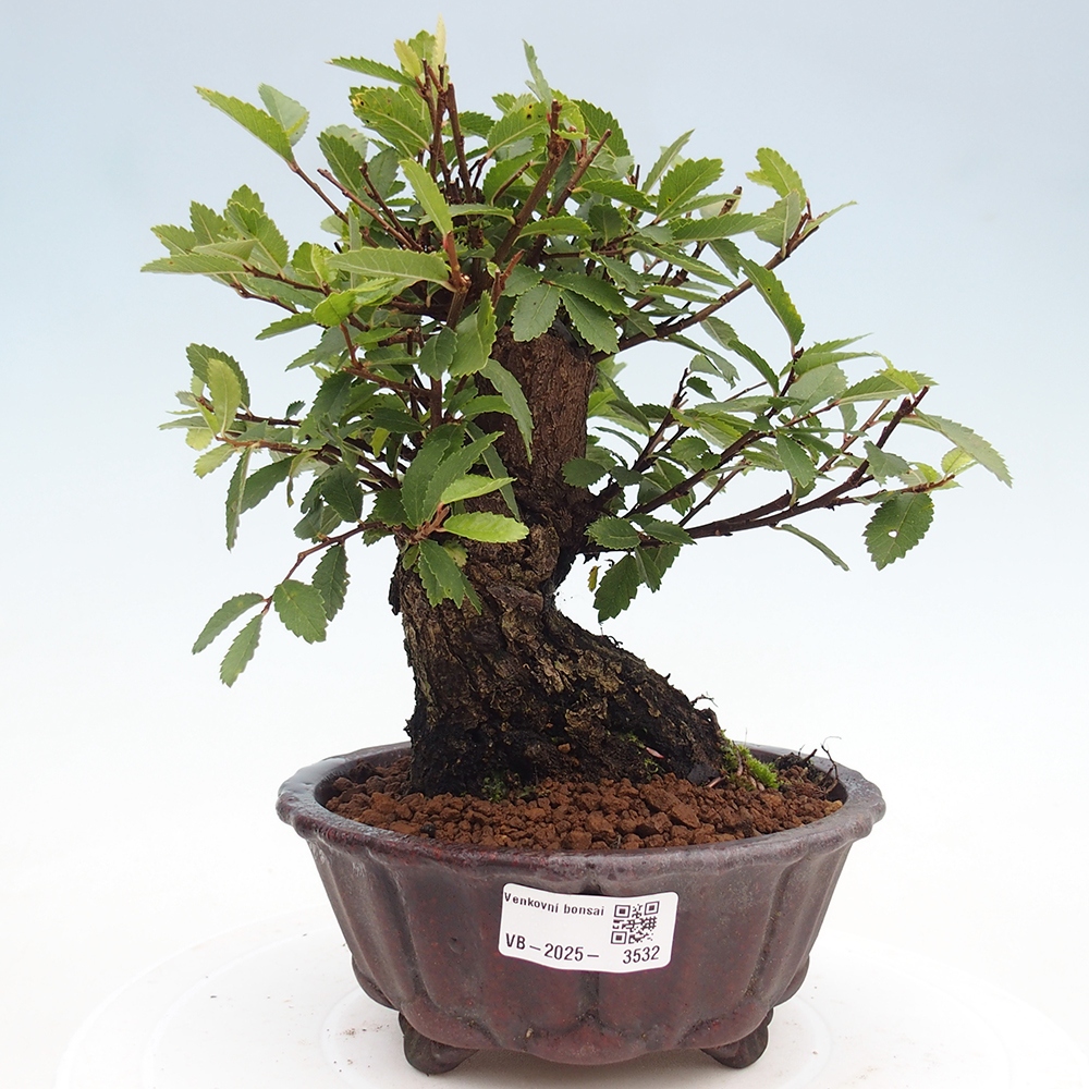 Venkovní bonsai - Zelkova - Zelkova serrata