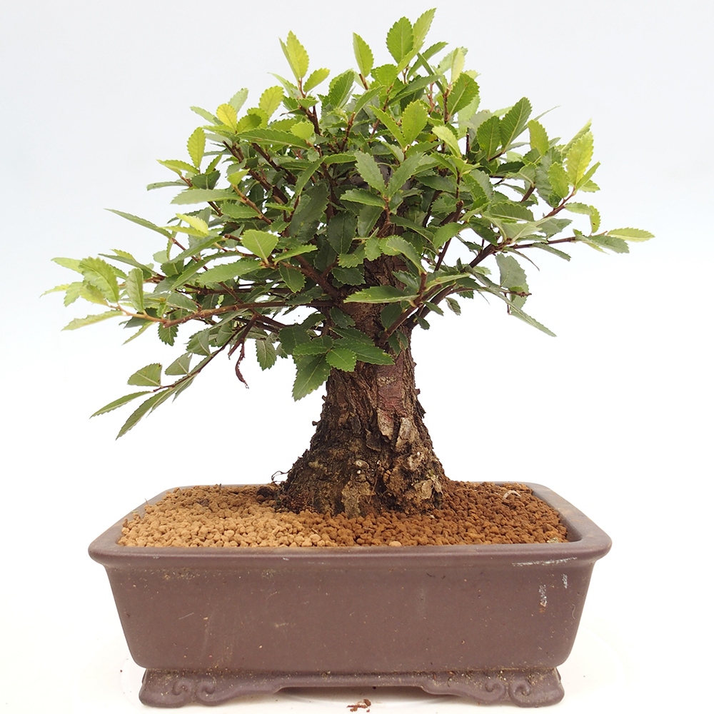 Venkovní bonsai - Zelkova - Zelkova NIRE