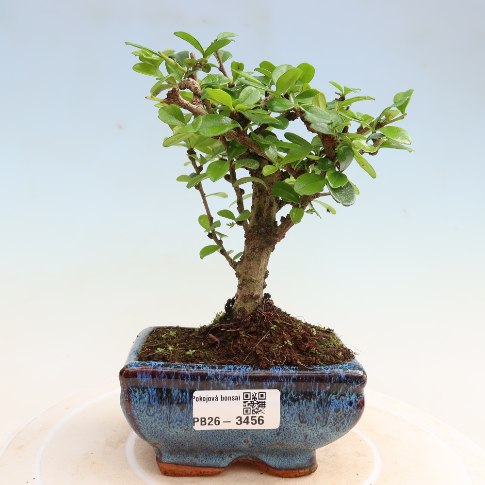 Pokojová bonsai - Carmona macrophylla - Čaj fuki
