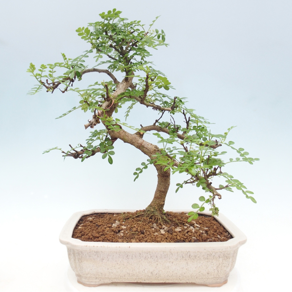 Pokojová bonsai - Zantoxylum piperitum - pepřovník