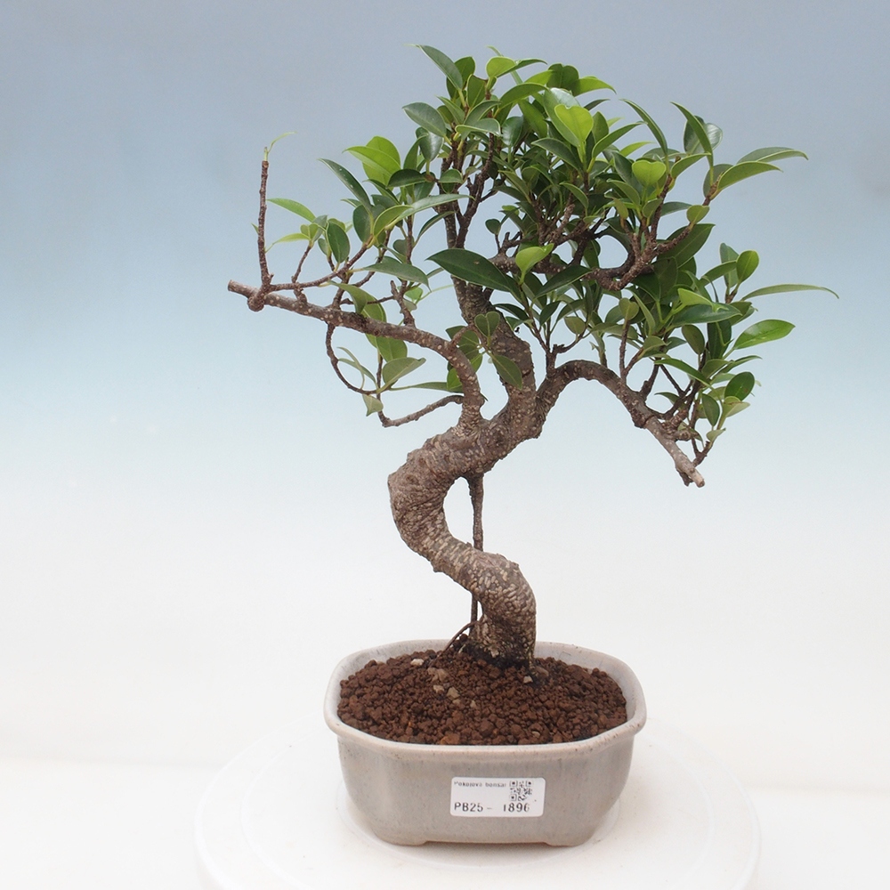 Pokojová bonsai - Ficus retusa -  malolistý fíkus