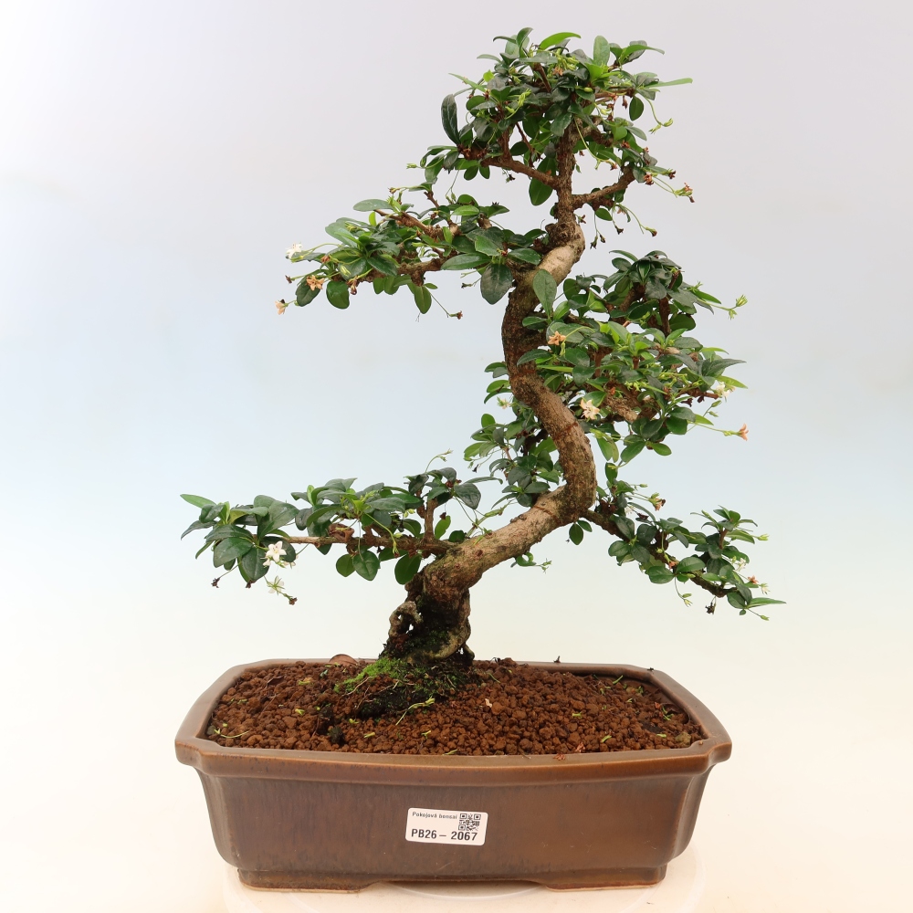 Pokojová bonsai - Carmona macrophylla - Čaj fuki
