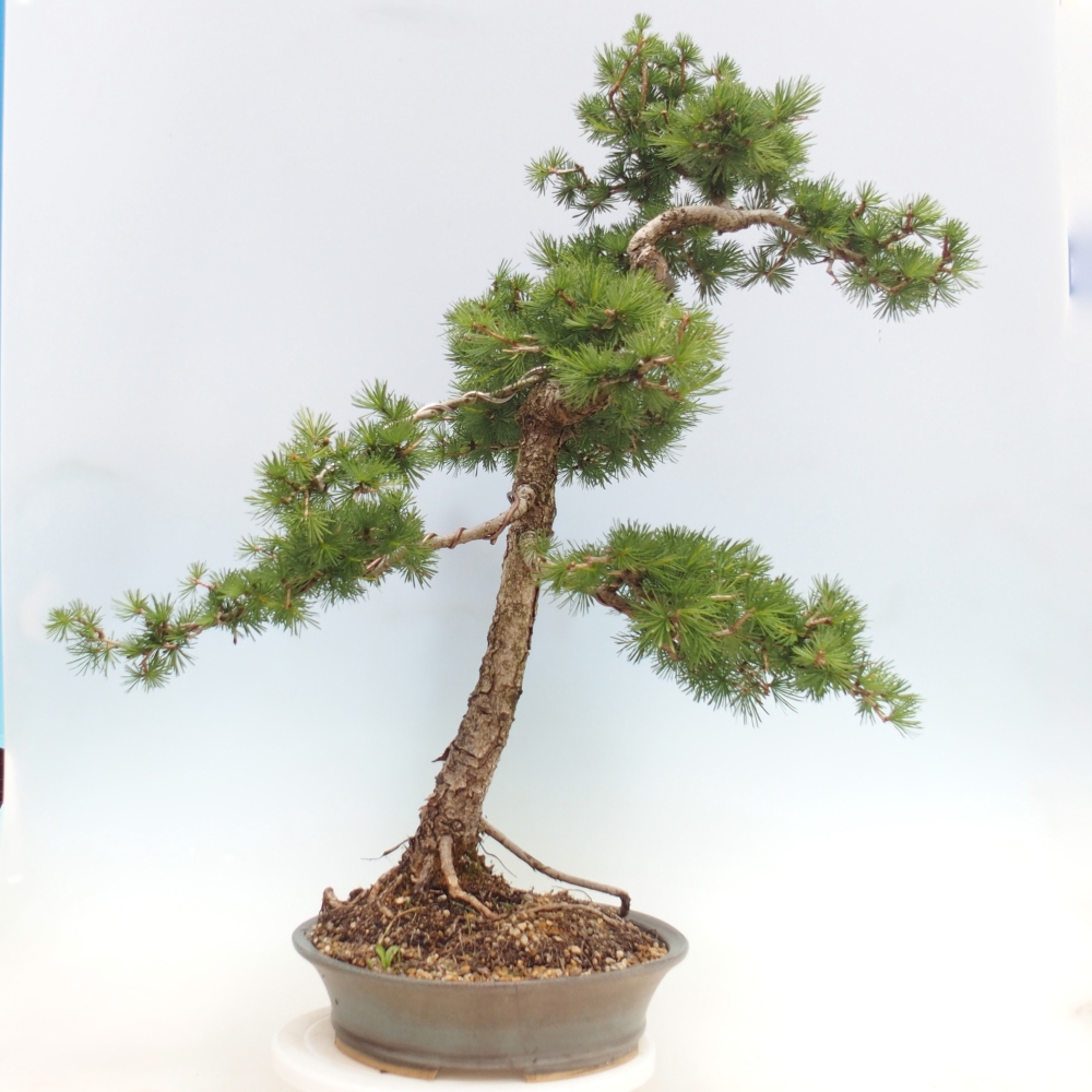 Venkovní bonsai -Larix decidua - Modřín opadavý 