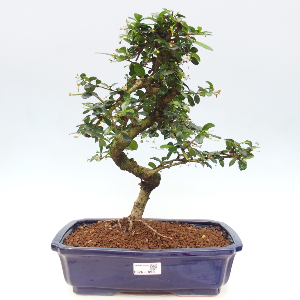 Pokojová bonsai - Carmona macrophylla - Čaj fuki
