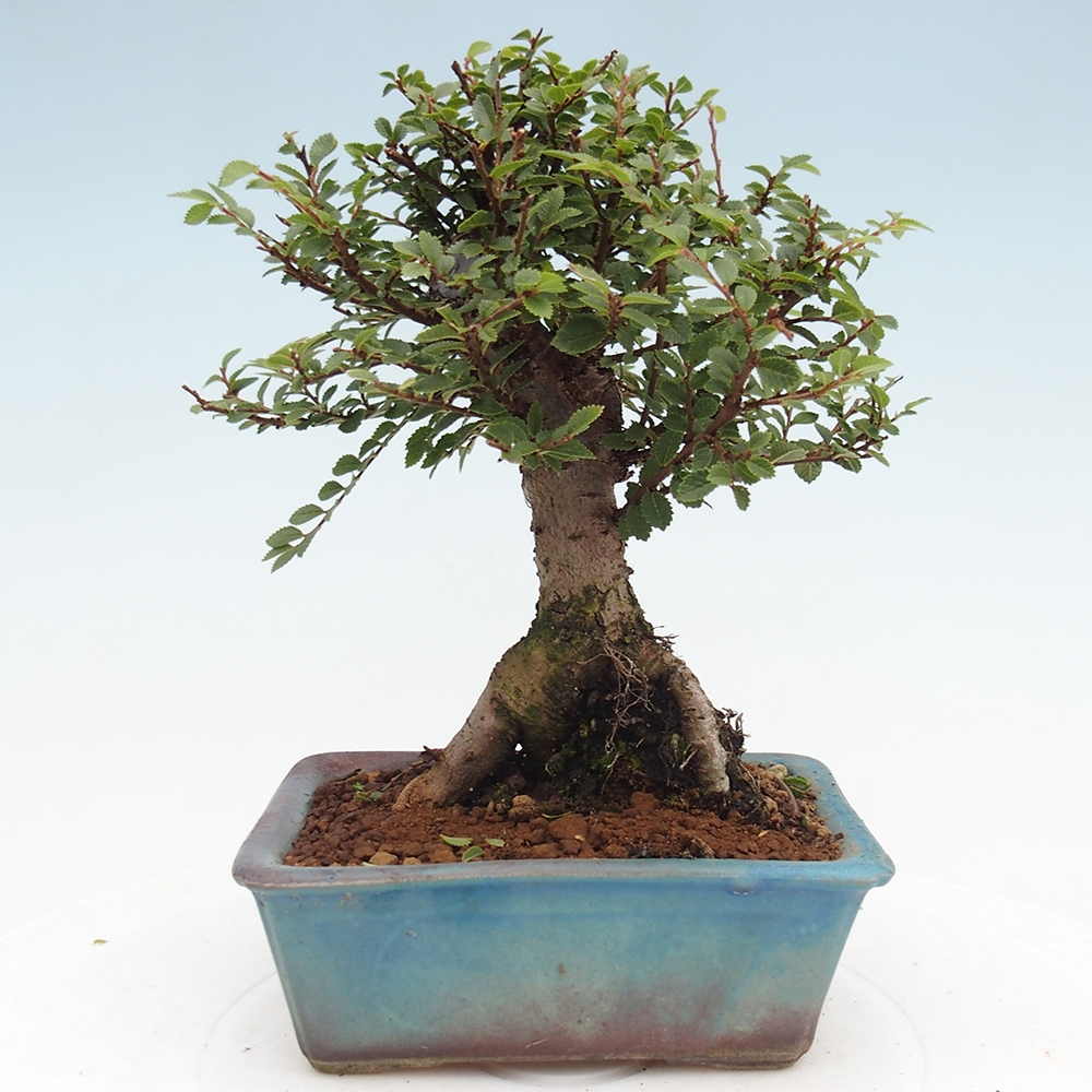 Venkovní bonsai - Ulmus parvifolia Hokkaido - jilm Čínský