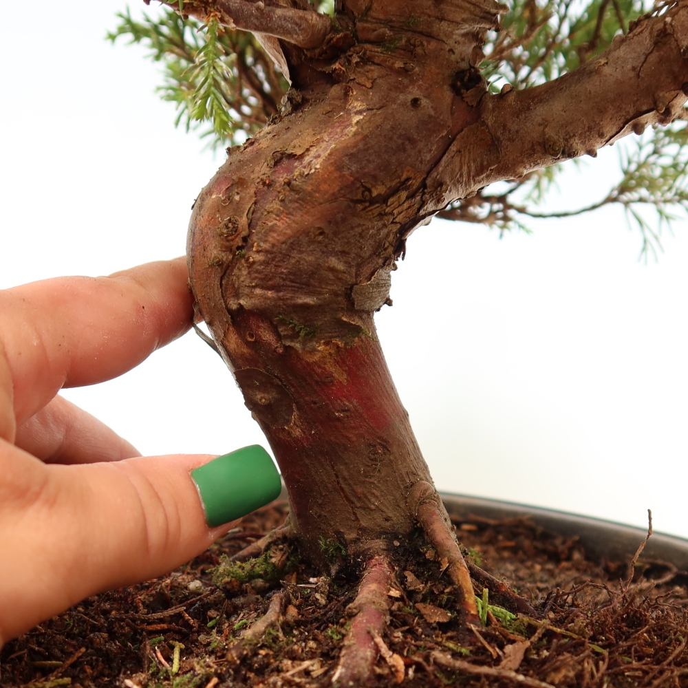 Venkovní bonsai - Juniperus chinensis Itoigawa-Jalovec čínský