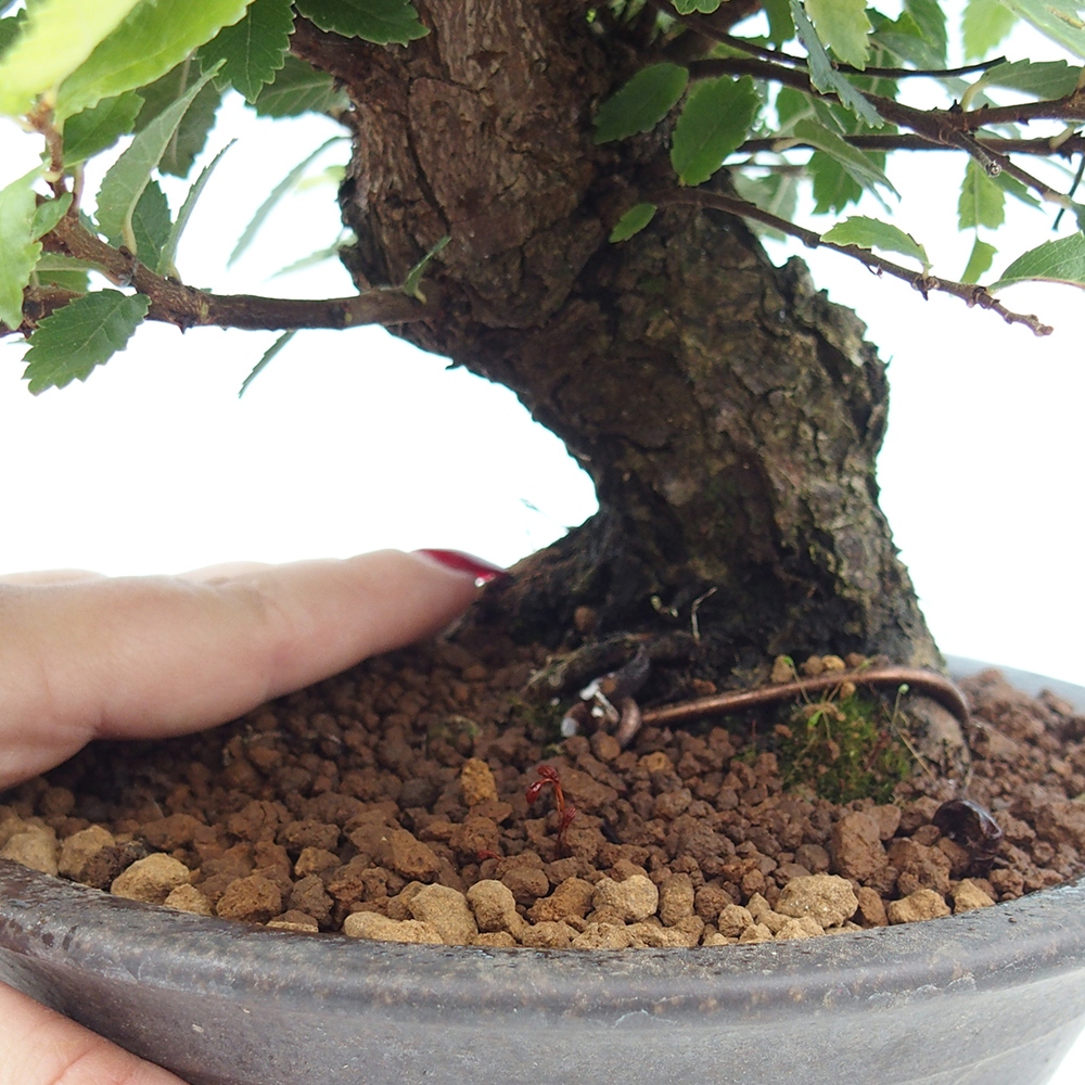 Venkovní bonsai - Zelkova - Zelkova NIRE