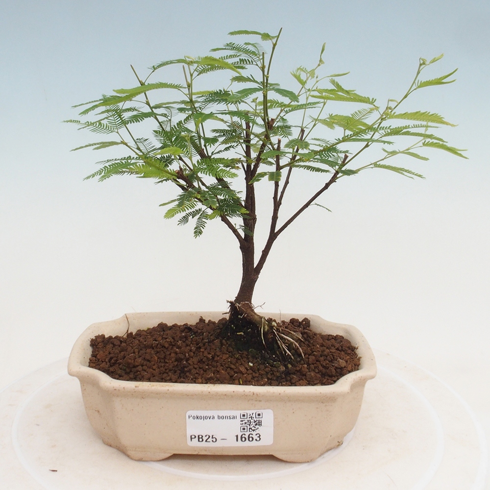 Pokojová bonsai-Calliandra surinamensis Dixie Pink - Kaliandra Suriámská