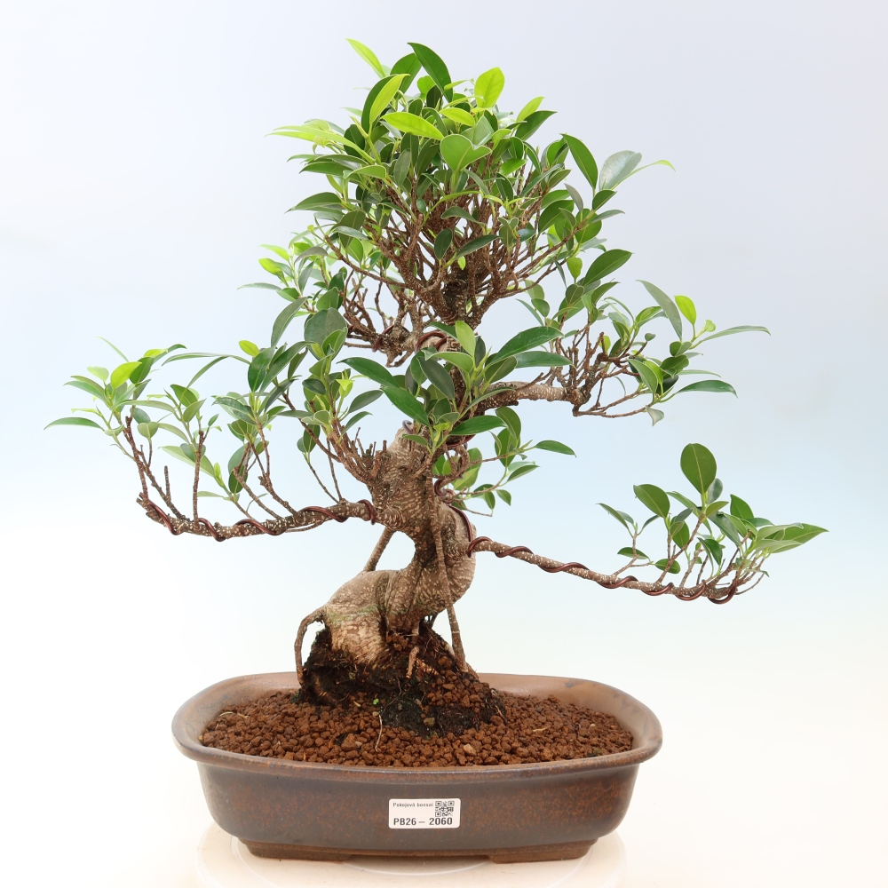 Pokojová bonsai - Ficus kimmen -  malolistý fíkus