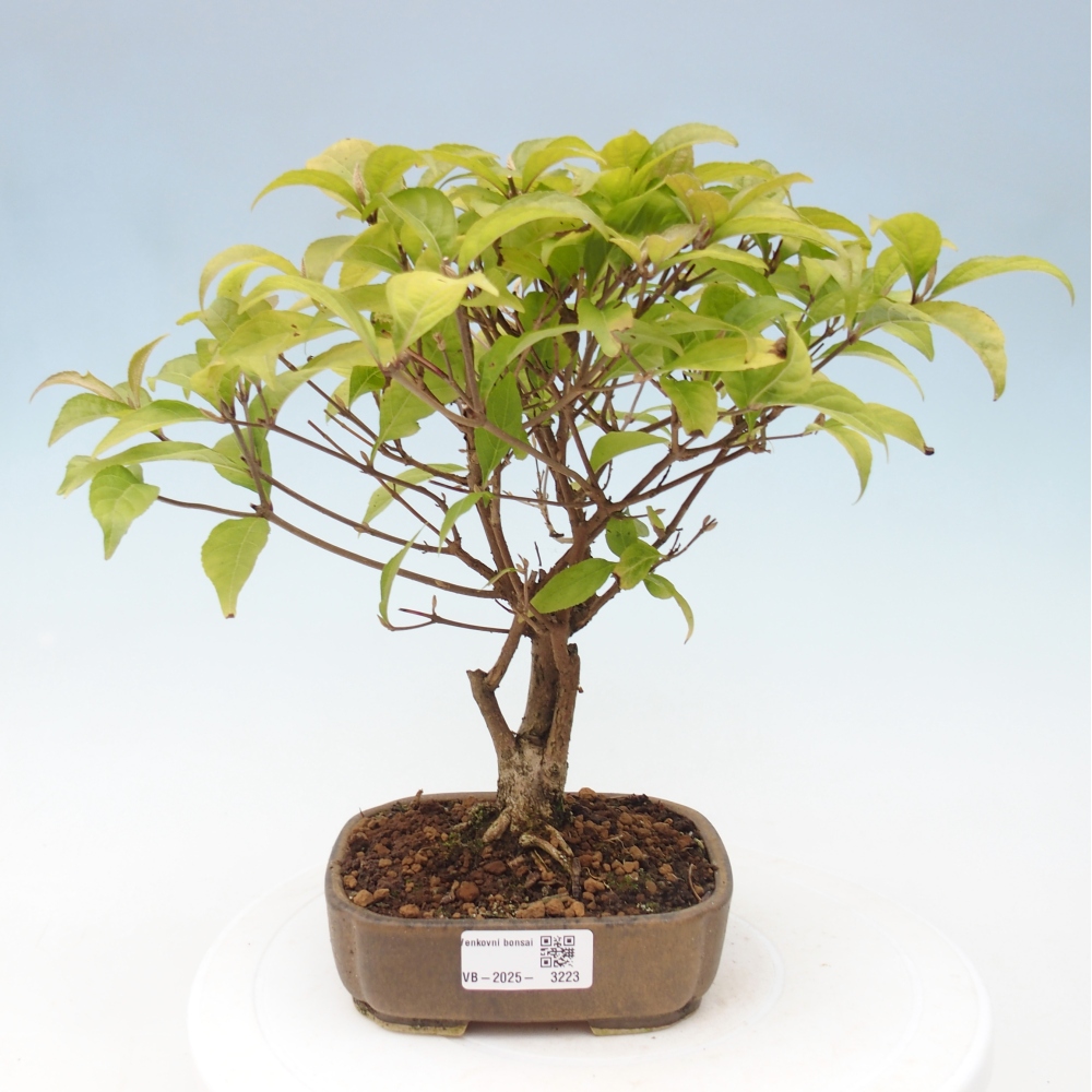 Venkovní bonsai - krásnoplodka - Callicarpa japonica