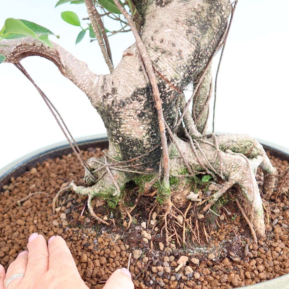 Pokojová bonsai - Ficus kimmen -  malolistý fíkus