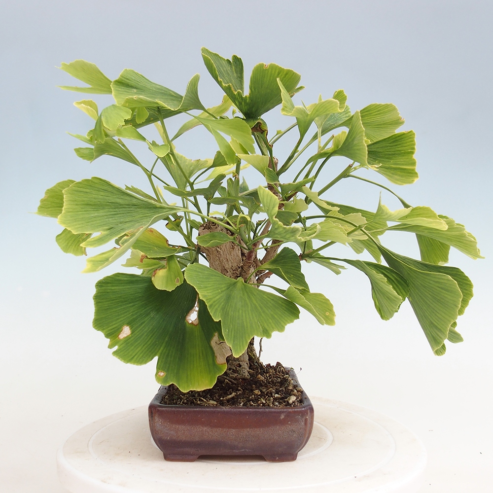 Venkovní bonsai - Jinan dvoulaločný - Ginkgo biloba