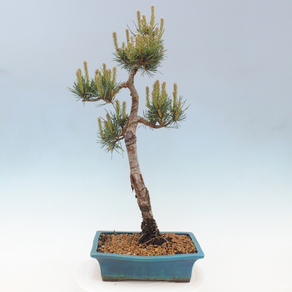 Venkovní bonsai - Pinus Sylvestris Watererri - Borovice lesní