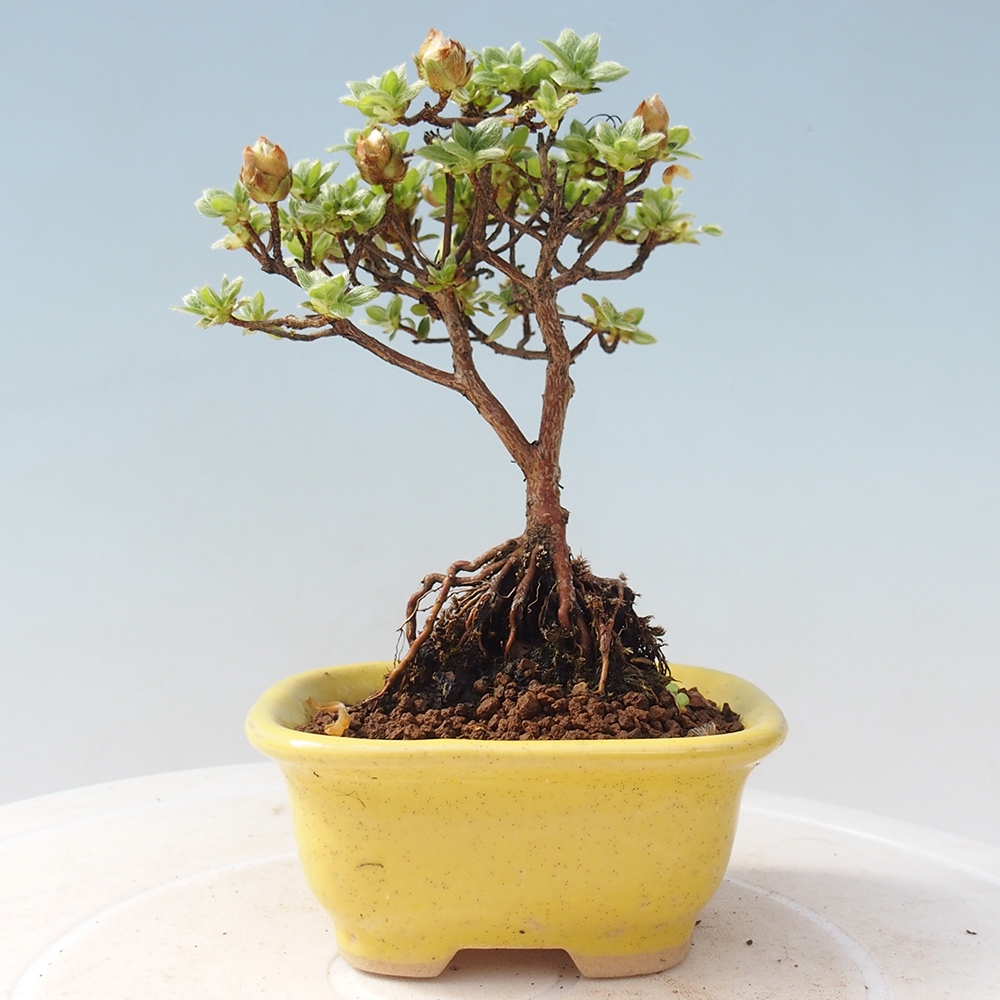 Venkovní bonsai - Rhododendron indicum - Japonská azalka