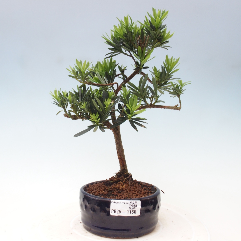 Pokojová bonsai - Podocarpus - Kamenný tis