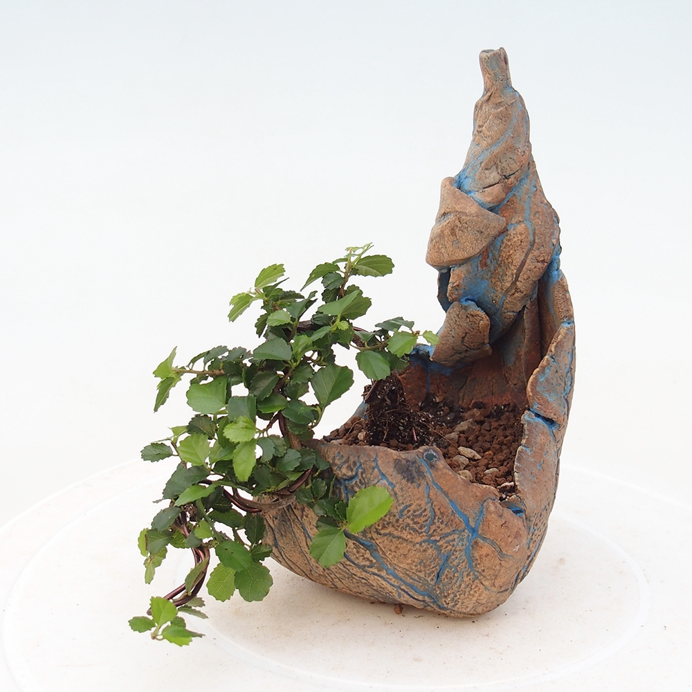 Pokojová bonsai - Grewia sp. - Grewie malolistá