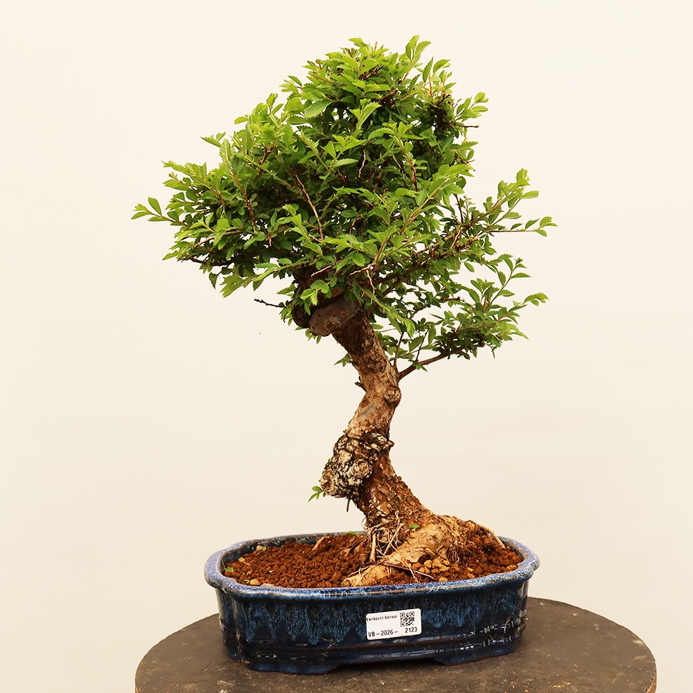 Venkovní bonsai - Zelkova - Zelkova NIRE