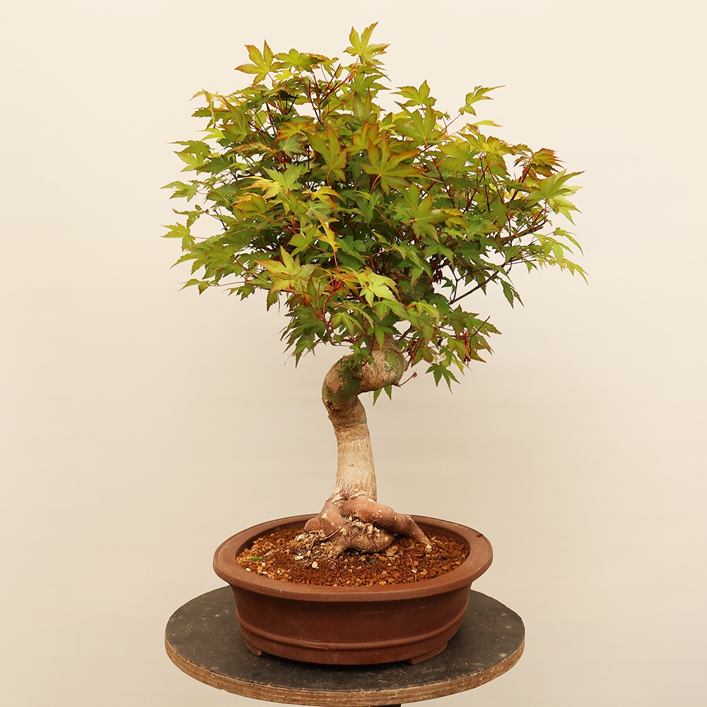 Venkovní bonsai - Javor palmatum  - Javor dlanitolistý